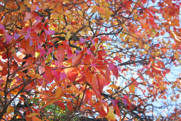 istock Persimmon tree with red and orange leaves on branches. 1188201435