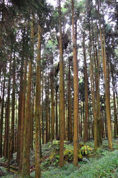 istock Tall trees in Alishan National Scenic Area 1188201841