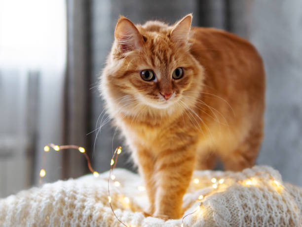 istock Cute ginger cat is lying on white knitted sweater. Fluffy pet on wooden table with light bulbs. Scandy style. Preparation for Christmas and New Year celebration. 1188202070
