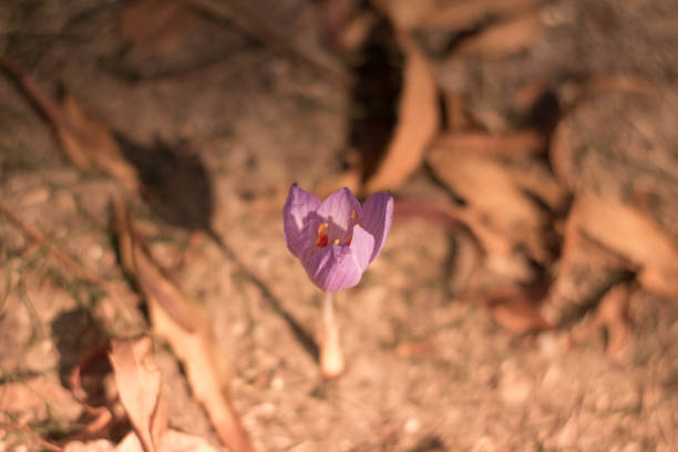 kwiaty krokusów wczesną wiosną - snow crocus flower spring zdjęcia i obrazy z banku zdjęć