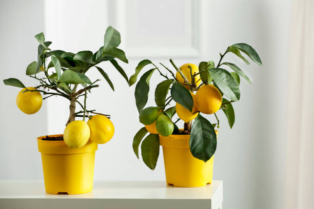 istock Small lemon tree in yellow flowerpot with white wall background. 1188202362