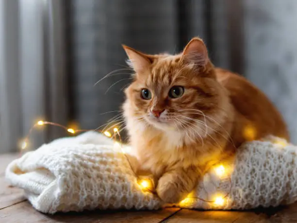 Photo of Cute ginger cat is lying on white knitted sweater. Fluffy pet on wooden table with light bulbs. Scandy style. Preparation for Christmas and New Year celebration.