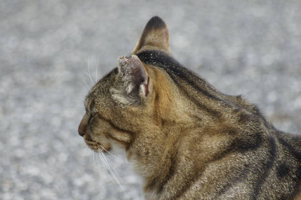 istock Stray cat by the sea 1188203015