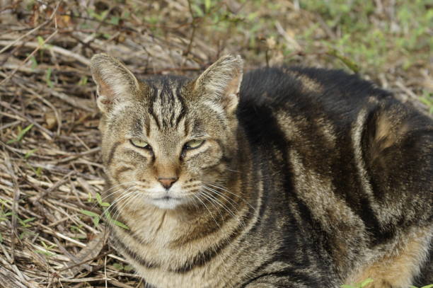istock Stray cat by the sea 1188203025