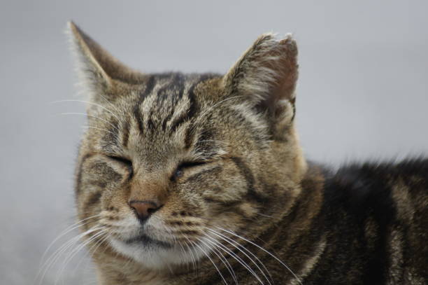 istock Stray cat by the sea 1188203067