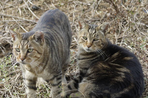 istock Stray cat by the sea 1188203119