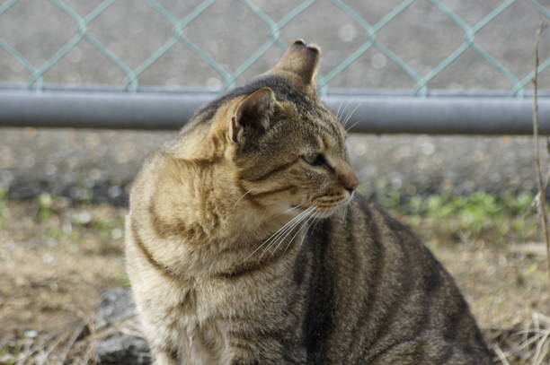 istock Stray cat by the sea 1188203123