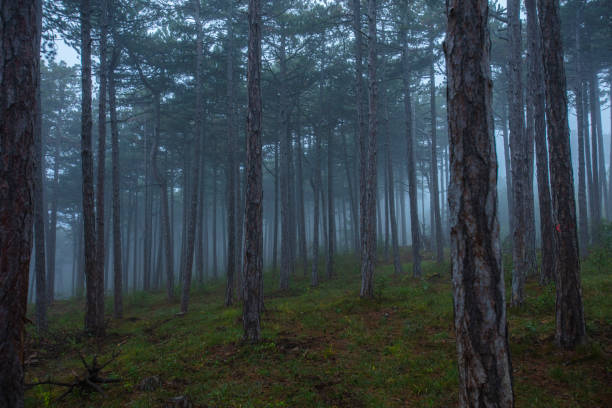 istock green forest on misty morning.nature beauty 1188203176