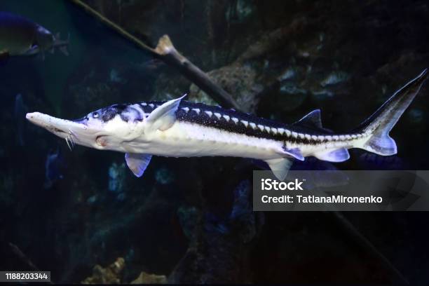 Starry Sturgeon Fish Stock Photo - Download Image Now - Sturgeon, Animal, Animal Wildlife
