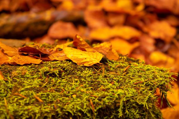 istock Lively autumn colours on a forest walk 1188205121