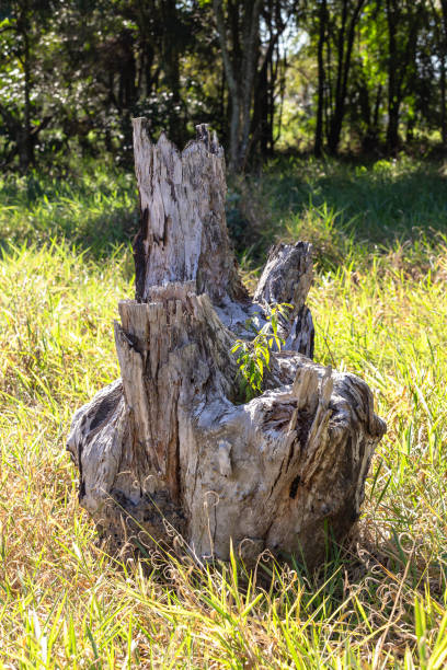 istock Dead tree trunk shows the end of forests 1188206531