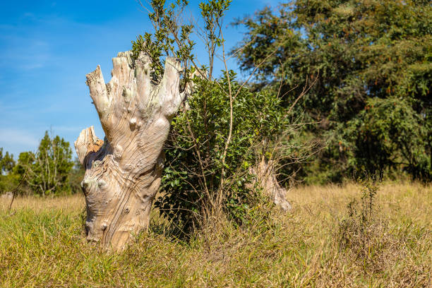 istock Dead tree trunk shows the end of forests 1188206711