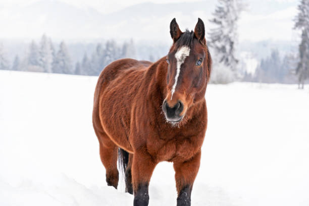 istock Brown horse standing on snow covered field, view from front, blurred trees in background 1188207468