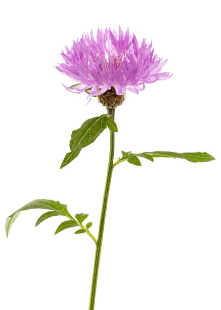 istock Flower of cornflower, lat. Centaurea, isolated on white background 1188207523