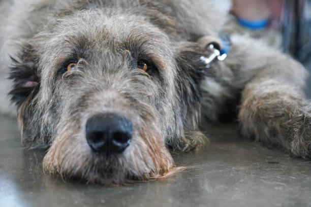 Scottish deerhound dog laying on stone floor indoors, looking bored tired Scottish deerhound dog laying on stone floor indoors, looking bored tired. wire haired stock pictures, royalty-free photos & images