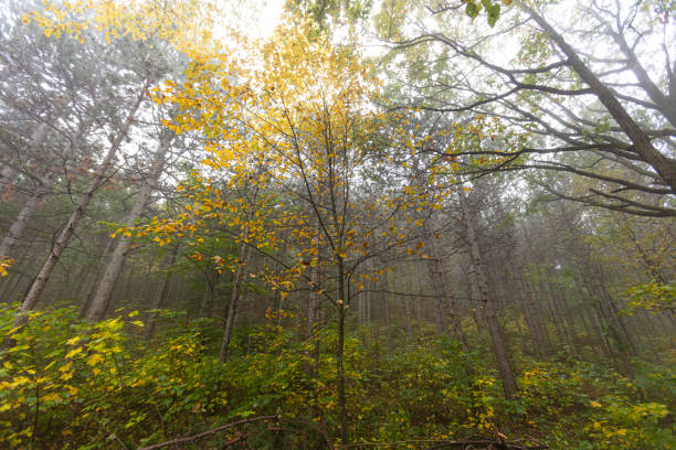 istock beautiful autumn forest in the mist 1188209045