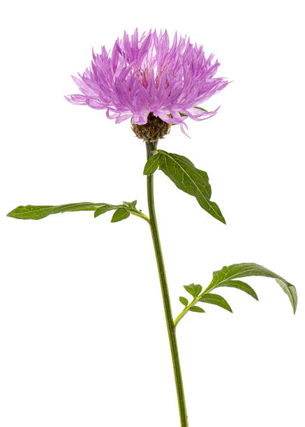 istock Flower of cornflower, lat. Centaurea, isolated on white background 1188210529