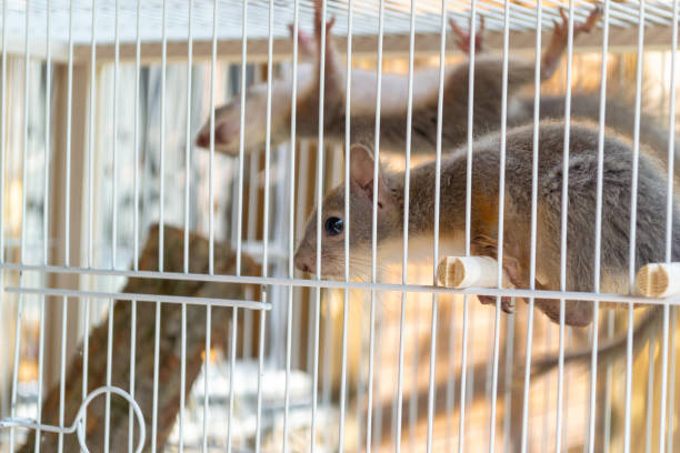 격자 뒤에 케이지에 작은 다람쥐 - squirrel softness wildlife horizontal 뉴스 사진 이미지