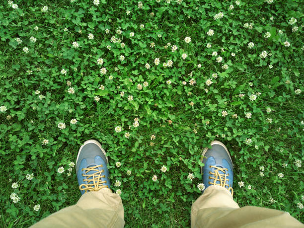 Feet in the grass. Legs in clover. stock photo