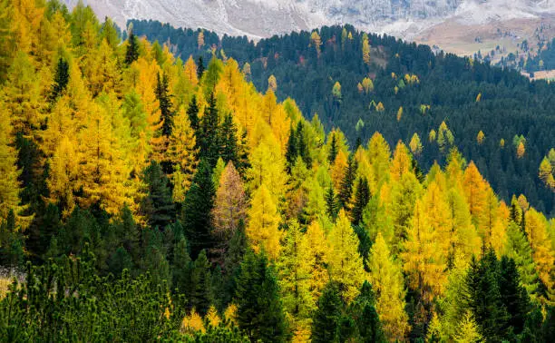 Landscape with beautiful Autumn yellow and green pine trees at the Italian Dolomite mountains in Italy