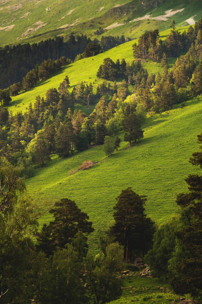 istock Landscape with pine forests in the mountains slope in summer on sunset 1188211764