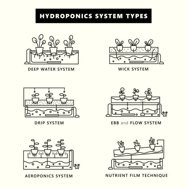 水耕栽培システムタイプ。アウトライン スタイルで設定されたアイコン。ベクトル図 - hydroponics点のイラスト素材／クリップアート素材／マンガ素材／アイコン素材