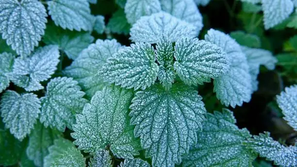 Green nettle leaves with white frost