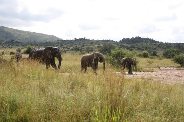 istock Wild elephant family in height order 1188213339