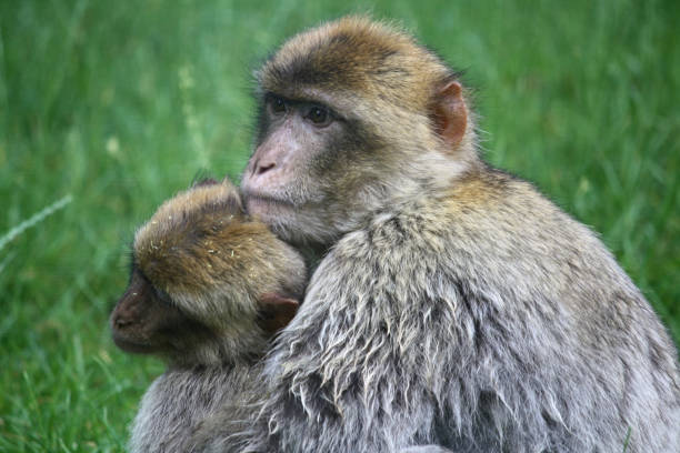 istock Couple of monkeys hugging 1188214037