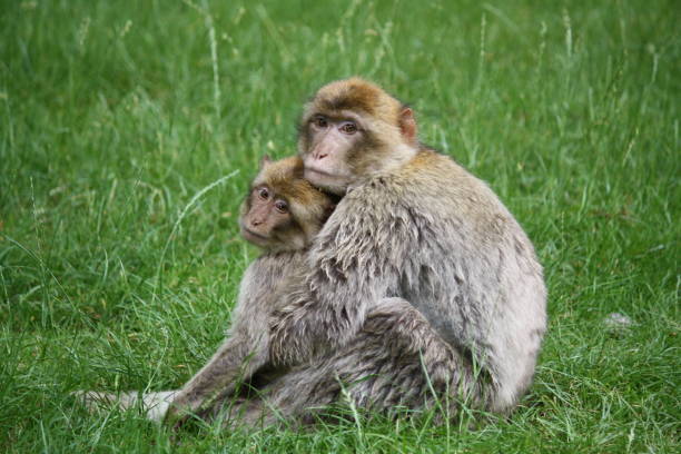 istock Couple of monkeys, close-up 1188214097