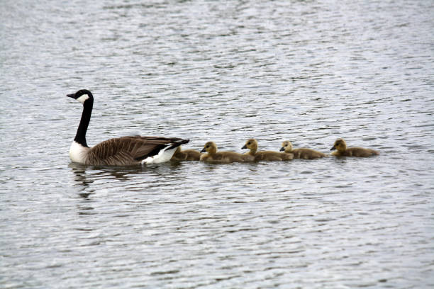 istock Goose and goslings swimming in a row 1188214537