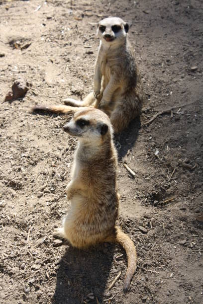 istock Two meerkats, one standing and one sitting 1188214567