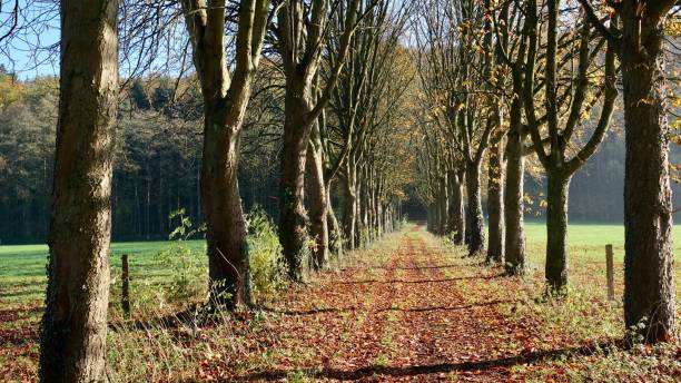 istock Chestnut trees alley, parkway 1188214920