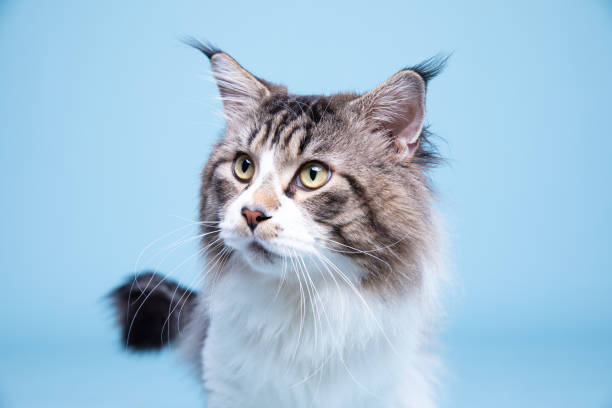 istock Portrait of maine coon, studio shoot 1188215954