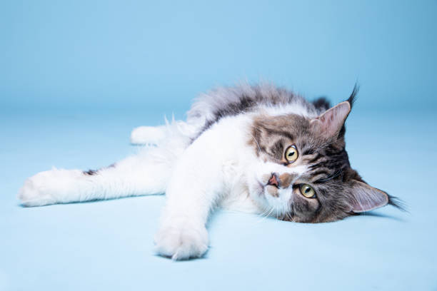 istock Portrait of maine coon, studio shoot 1188215970