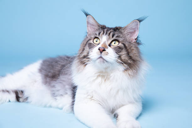 istock Portrait of maine coon, studio shoot 1188215975