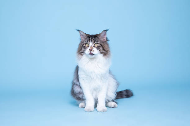 istock Portrait of maine coon, studio shoot 1188215991