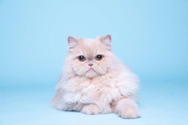 retrato de gato persa, sesión de estudio - persian culture fotografías e imágenes de stock