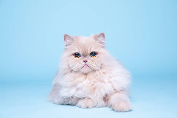 ritratto di gatto persiano, servizio fotografico in studio - cultura persiana foto e immagini stock