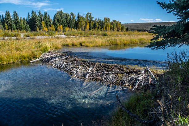 Beaver Dam in Wyoming A beaver dam in the Grand Teton National Park beaver dam stock pictures, royalty-free photos & images