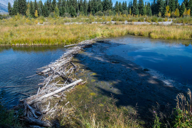 istock Beaver Dam in Wyoming Side View 1188216553