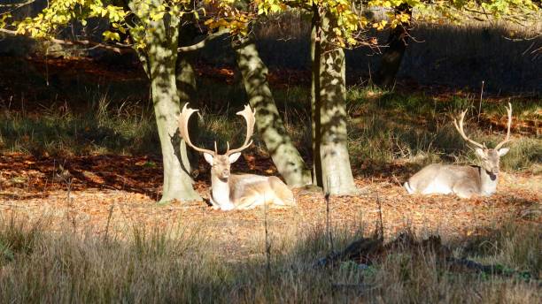 istock Wild deers in the forest at a glade 1188216618