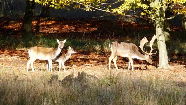 istock Wild deers in the forest at a glade 1188217271