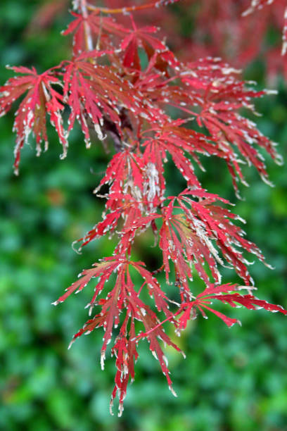 istock Red maple leaves hanging on branch 1188217660