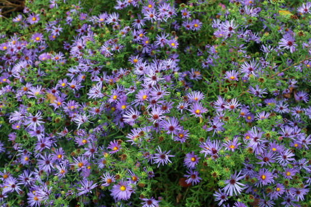 istock New England purple daisy 1188217877