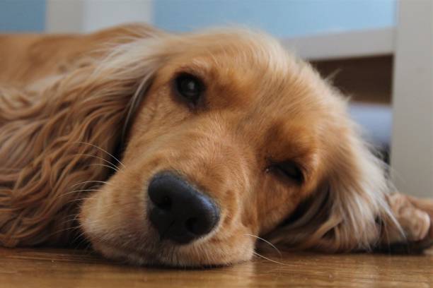 istock Sleepy dog on floor. 1188217902