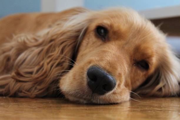 istock Sleepy dog on floor. 1188217945