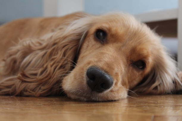 istock Sleepy dog on floor. 1188217962