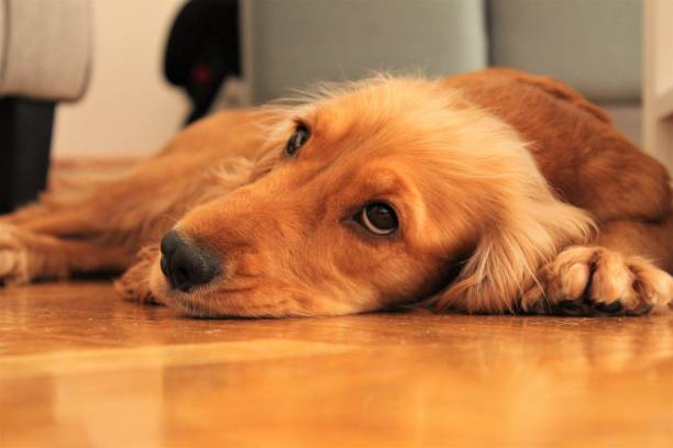istock Sleepy dog on floor. 1188218022