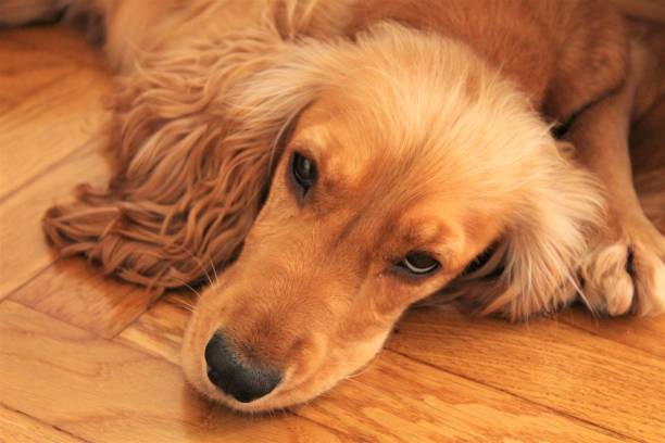 istock Sleepy dog on floor. 1188218033